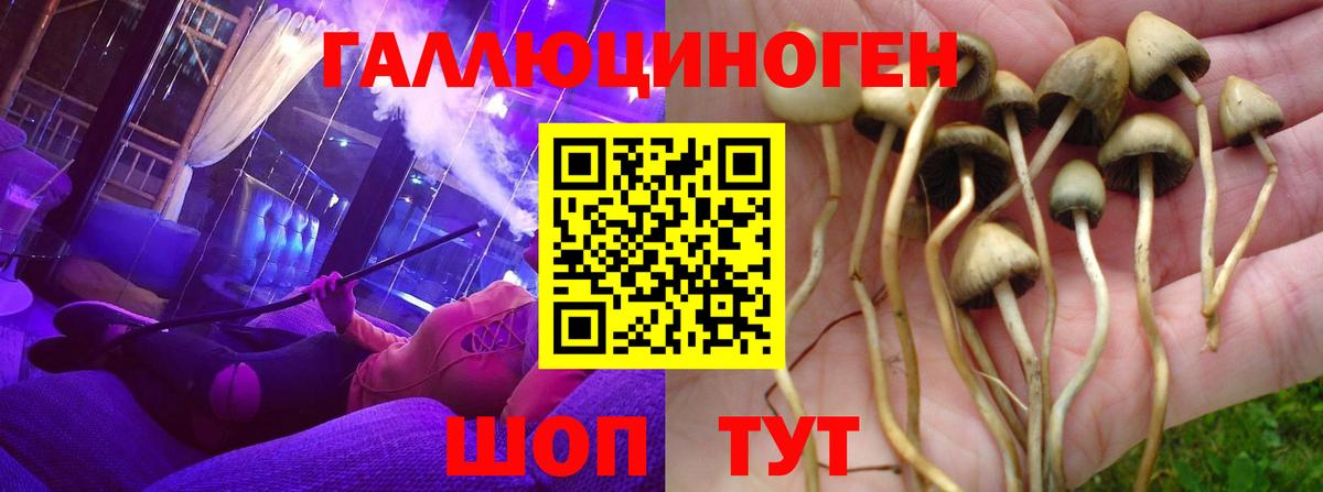 Донской  Псилоцибиновые грибы прущие грибы  Вход с VPN 
